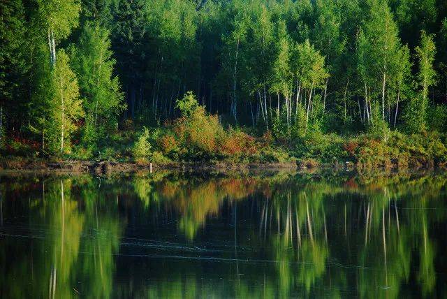 森林生態(tài)系統(tǒng)——森林生態(tài)系統(tǒng)的主要類型、特點和生產力（二）