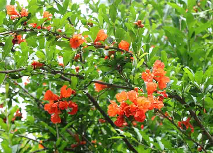 石榴.jpg 石榴.jpg